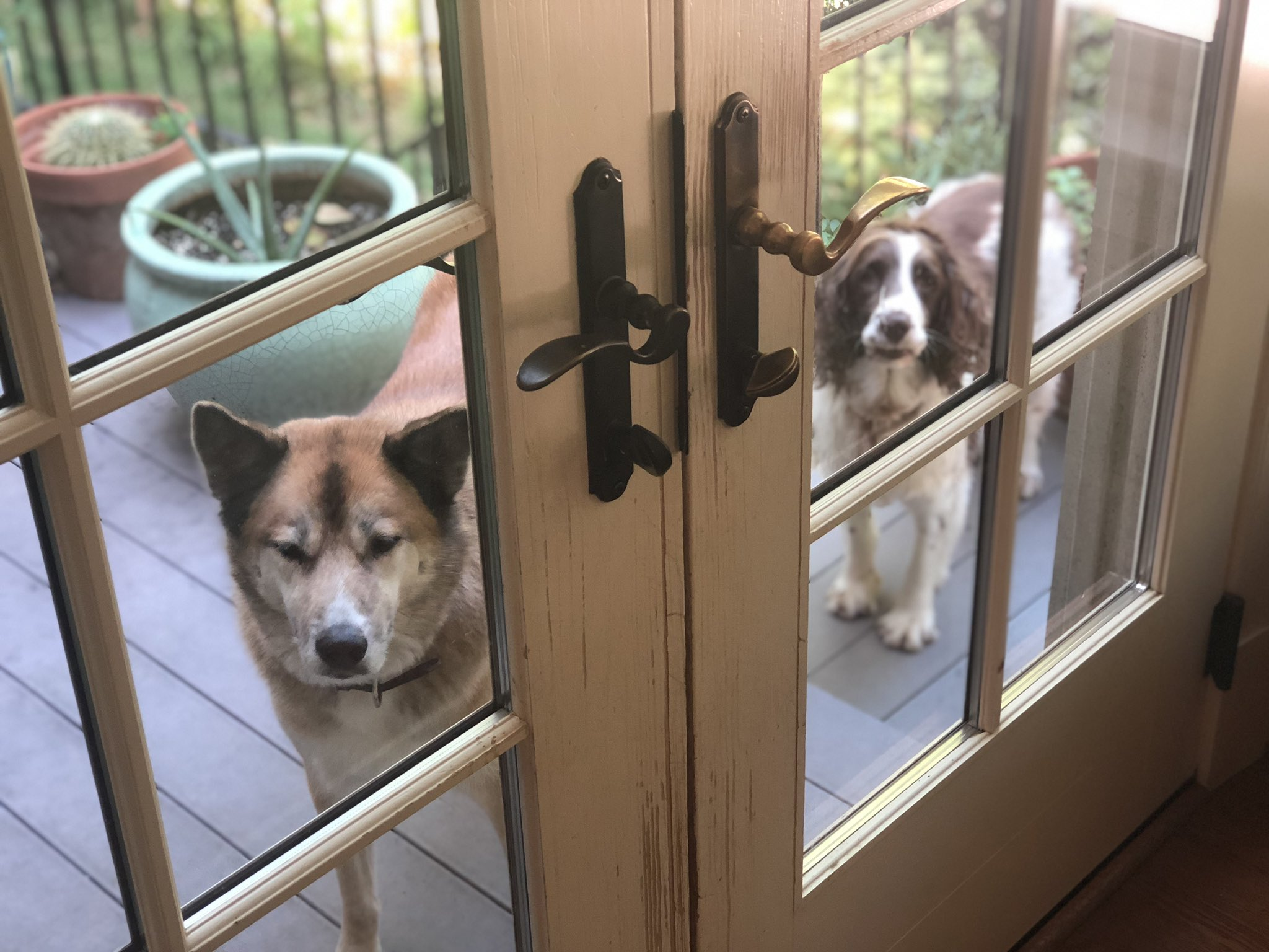 Two dogs locked outside